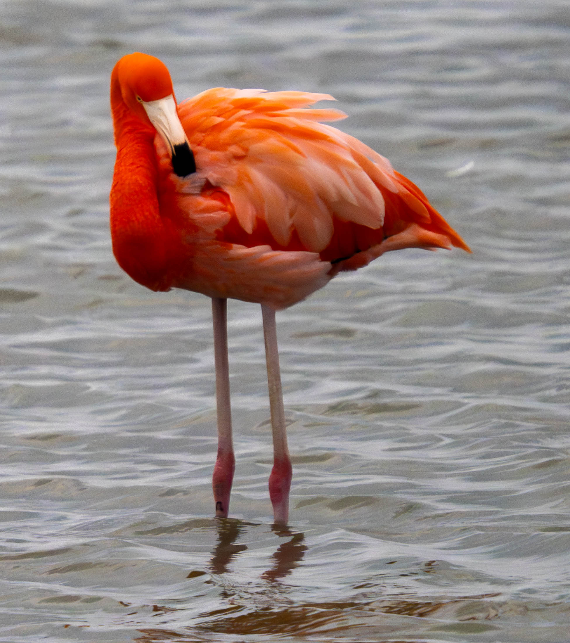 Another Coastal Birding Season in the Books