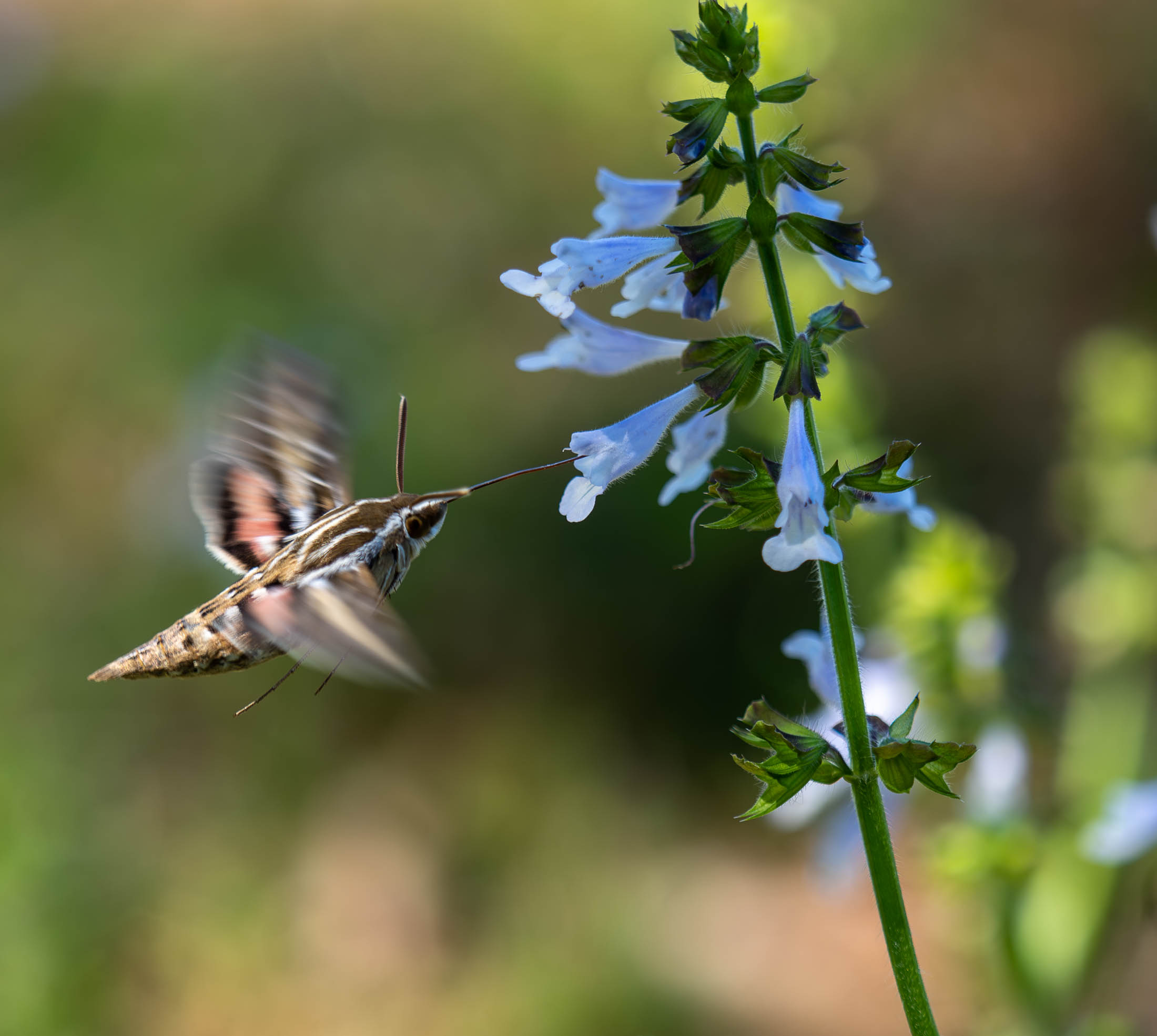 Spring Flowers and Butterflies