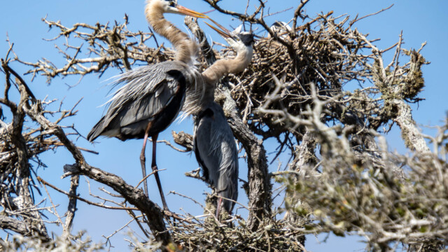 Great Blue Heron Love
