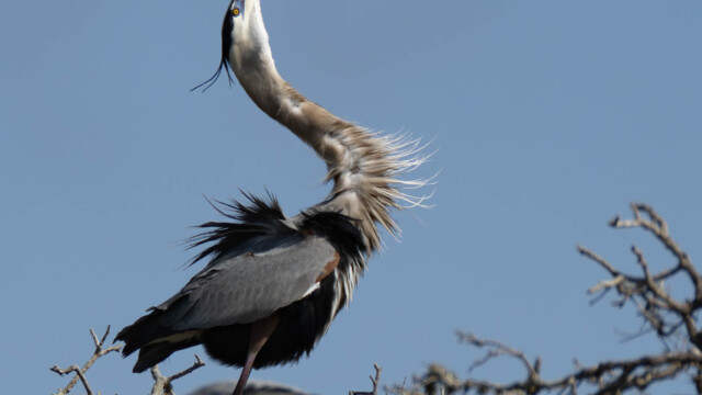 Great Blue Heron Mating Ritual