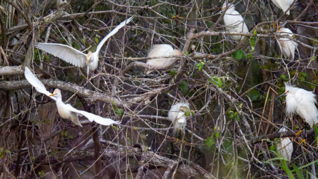 White Egrets & Juveniles Nesting