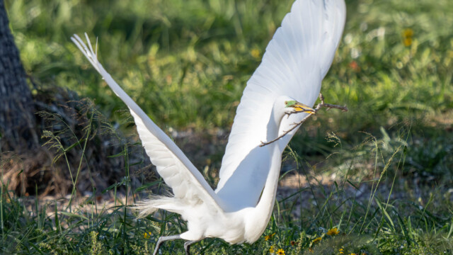 White Egret & Nesting Material