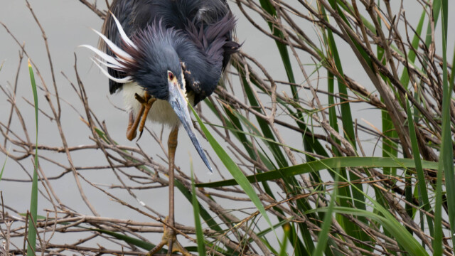 Tri Color Scratching an Itch