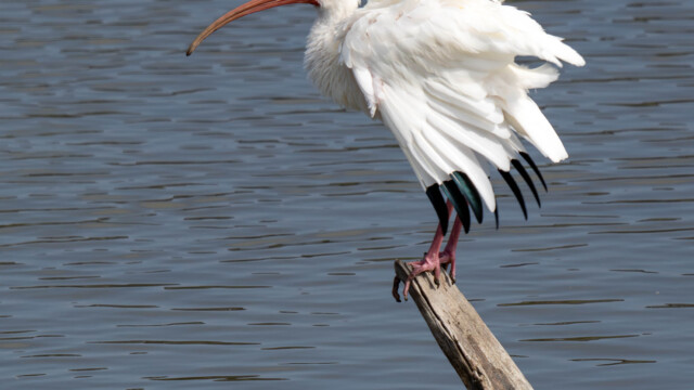 Ibis getting ready for take off