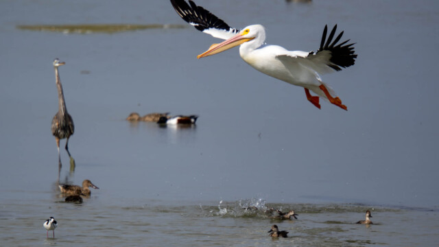 Pelican flying over the shallows