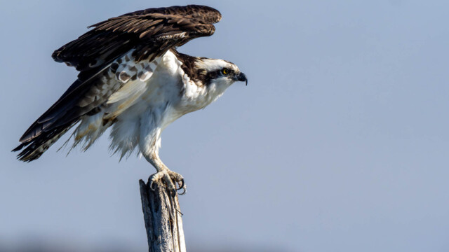 Osprey ready to fly