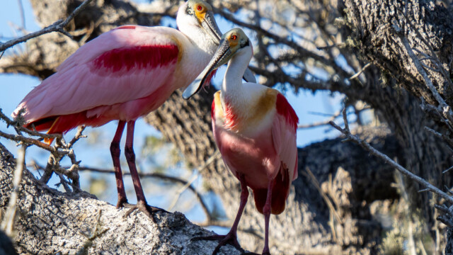 Pair of Roseate Spoonbills