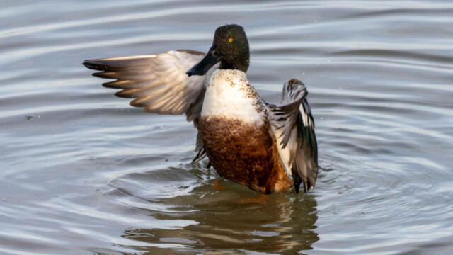 Waving Duck