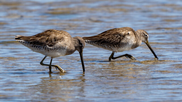 Shore Birds