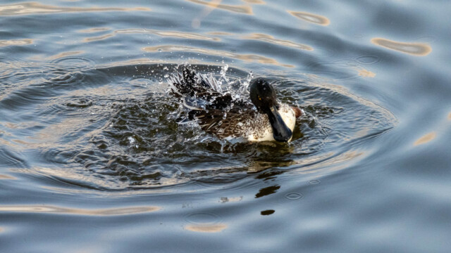 Wing Flappping