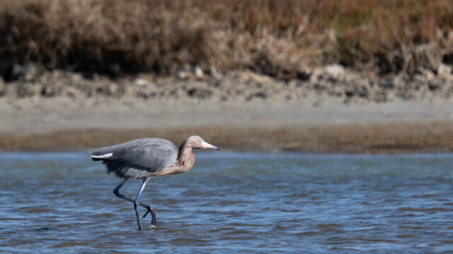 Reddish Egret