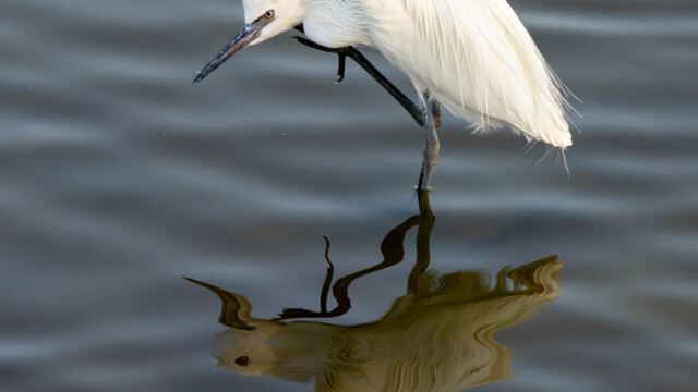 Reddish Morph Egret