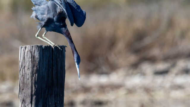 Little Blue Heron ready to fly