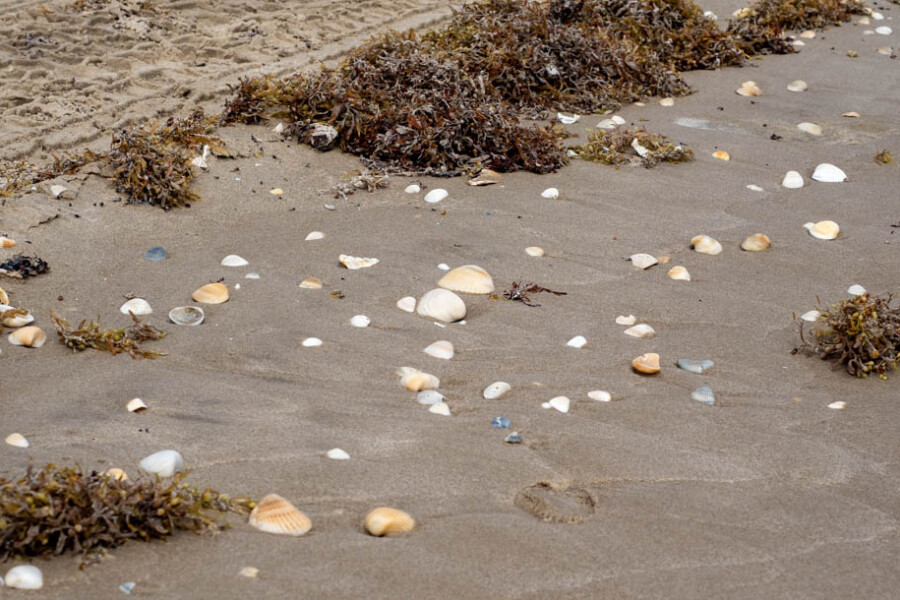 Beach Shells