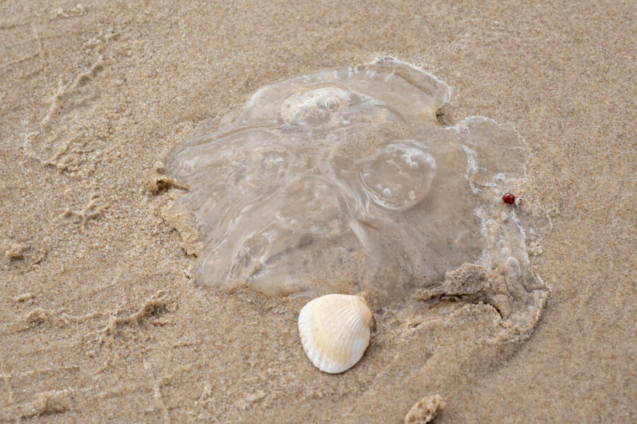 Jellyfish & Shells