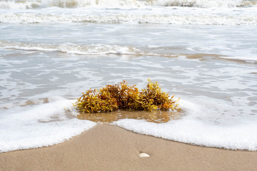 Seagrass and Ocean Waves