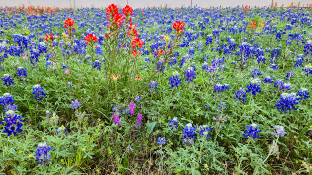 Roadside Flowers
