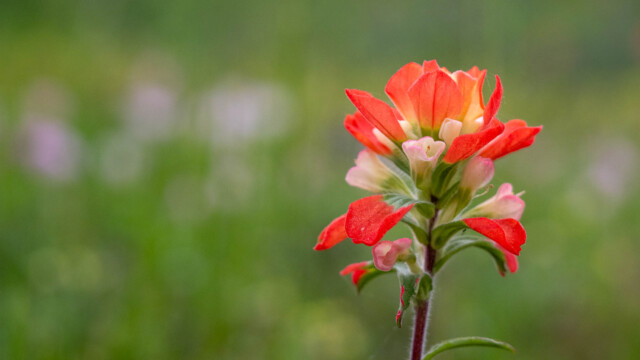 Single Indian Paintbrush