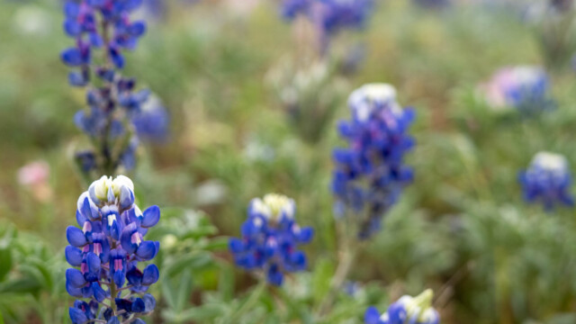 Texas Bluebonnets