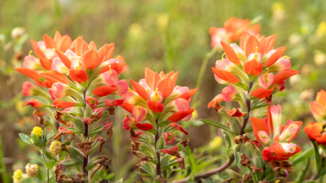 Group of Indian Paintbrush
