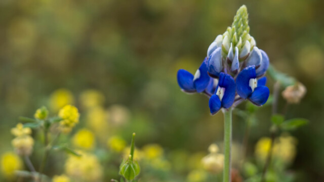 Single Bluebonnet