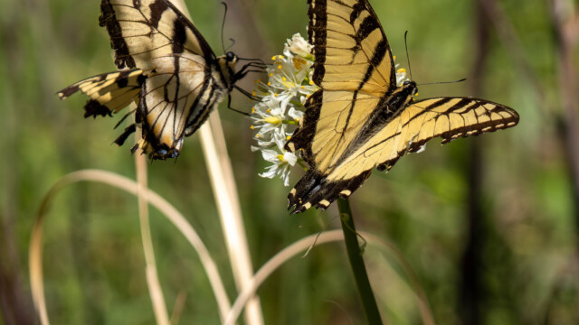 Pair of Swallowtails
