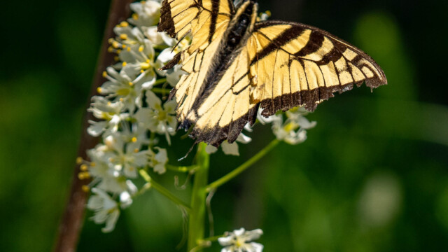 Single Swallowtail
