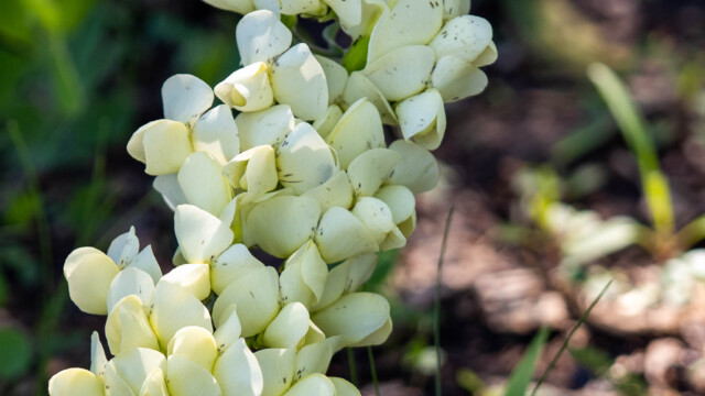 OK White Flowers