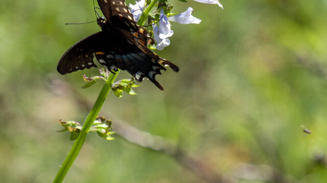 Damaged Butterfly